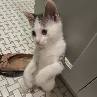 A baby medium-sized male Gray & White Domestic Short Hair cat named Gizmo for adoption in Liverpool, TX