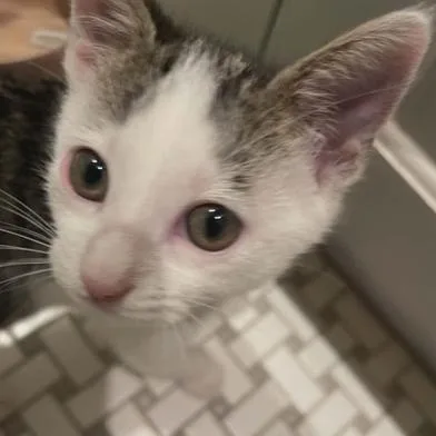 Gizmo thumbnail 2