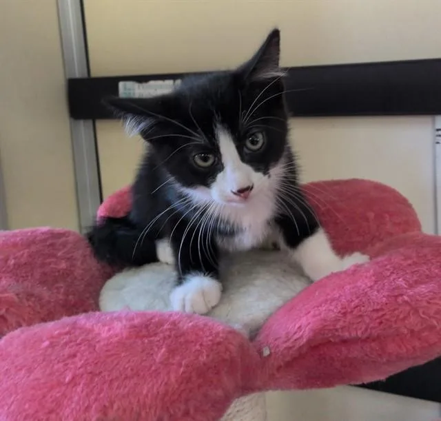 A baby medium-sized male Domestic Short Hair cat named Jerry for adoption in Lancaster, CA