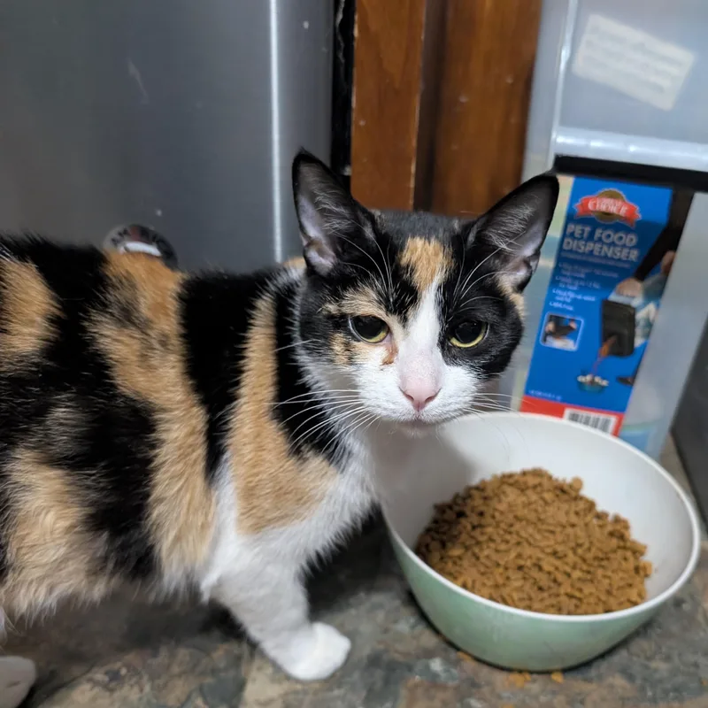 An adult small-sized female Calico Domestic Short Hair cat named Pumpkin for adoption in East liverpool, OH