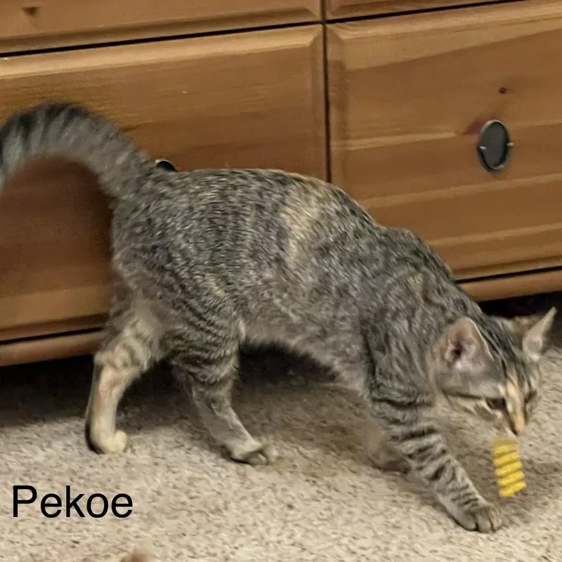 A baby small-sized female Tabby (Brown / Chocolate) Domestic Short Hair cat named Pekoe for adoption in Liverpool, TX