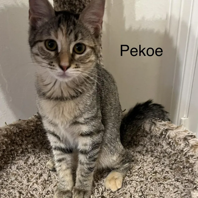 Pekoe thumbnail 3