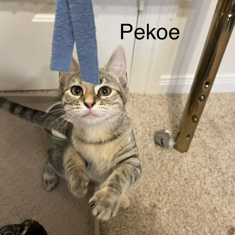 Pekoe thumbnail 4