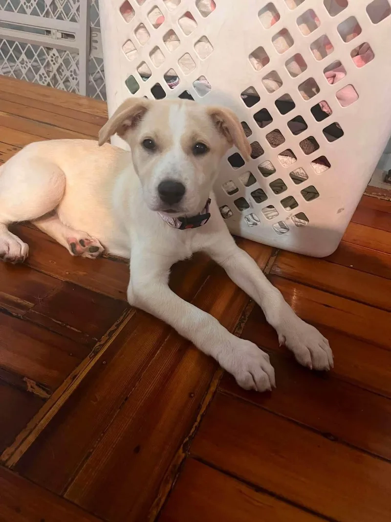 A baby medium-sized female Labrador Retriever dog named Enid for adoption in Alexander, AR