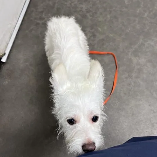 A young small-sized male Terrier dog named Hercules for adoption in Los Angeles, CA