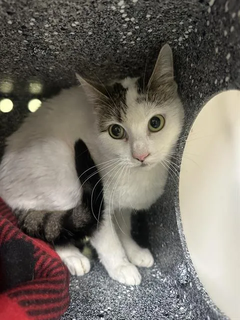 An adult medium-sized female Domestic Short Hair cat named Zippy for adoption in Indianapolis, IN