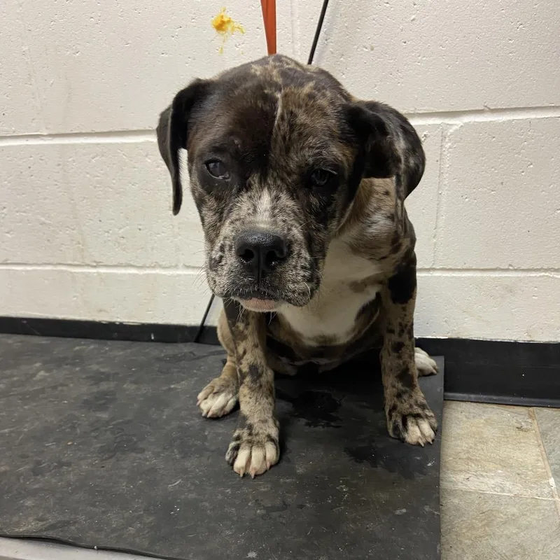 A young medium-sized female Gray / Blue / Silver Mixed Breed dog named Gerry for adoption in Melrose, FL