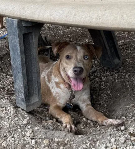 A young medium-sized male Mixed Breed dog named Splash for adoption in Pensacola, FL