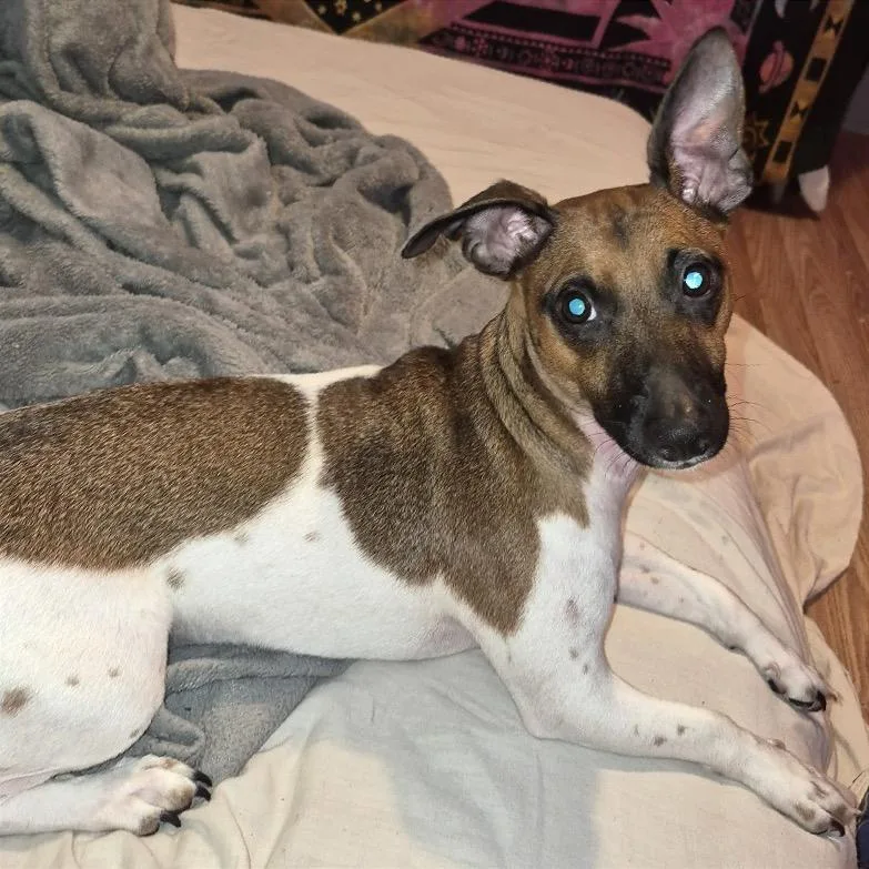 A young small-sized male Mixed Breed dog named Ousta for adoption in Asheville, NC