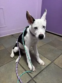 Milo