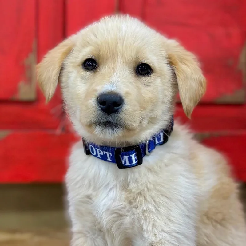 A young medium-sized female Golden Shepherd dog named Impala for adoption in Midland, TX