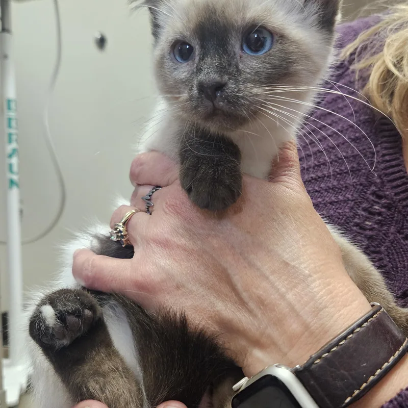 A baby medium-sized female Buff / Tan / Fawn Domestic Short Hair cat named Opal for adoption in Brooklyn, MI