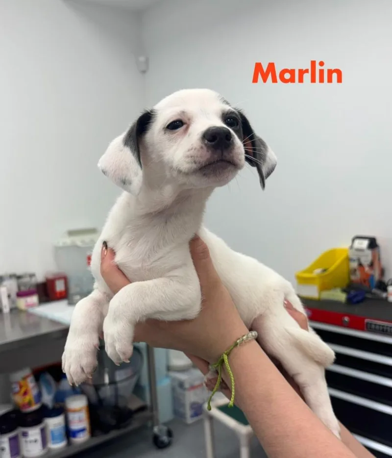A baby small-sized female Hound dog named Marlin for adoption in Cambridge, MD