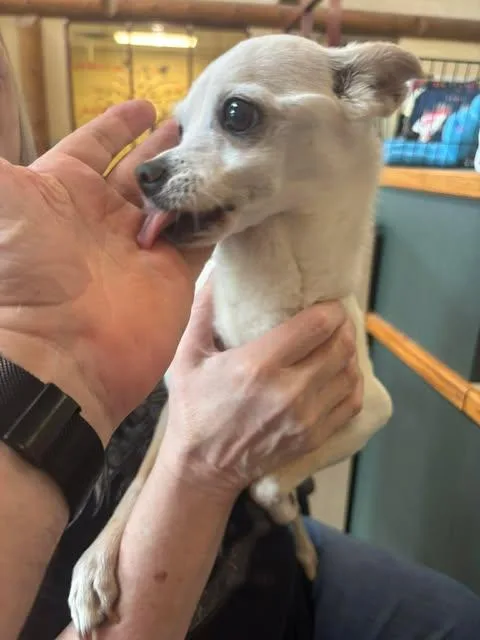 A senior small-sized female White / Cream Chihuahua dog named Lily for adoption in Independence, MO