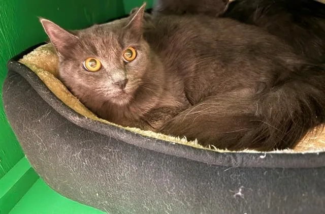 A young small-sized female Domestic Long Hair cat named Pixie for adoption in Forney, TX