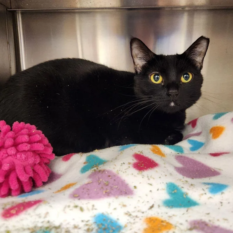 A baby medium-sized female Domestic Short Hair cat named Pearl for adoption in Liberty, MO