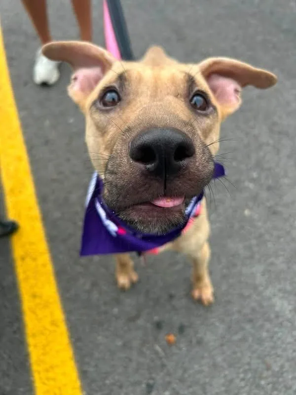 A young medium-sized female Brown / Chocolate Pit Bull Terrier dog named Snow for adoption in Irwin, PA