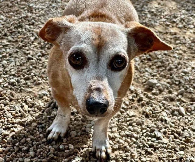 A senior small-sized male Dachshund dog named Spooky for adoption in Tucson, AZ