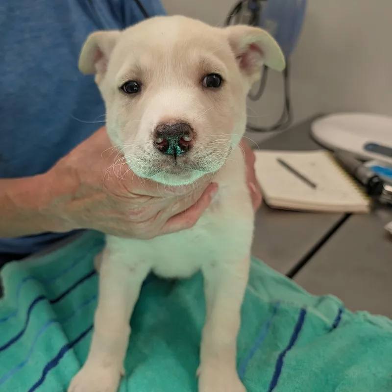 Snow thumbnail 4