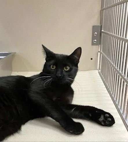 A young large-sized female Domestic Short Hair cat named Wilma for adoption in Springfield, MA