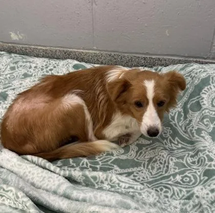 An adult small-sized female Brown / Chocolate Shetland Sheepdog / Sheltie dog named Honey for adoption in Tinley Park, IL