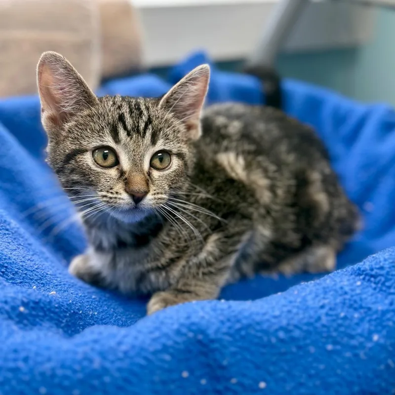 A baby small-sized male Gray / Blue / Silver Domestic Short Hair cat named Ravioli for adoption in New Fairfield, CT
