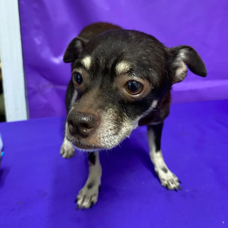 An adult small-sized female Chihuahua dog named Blanche for adoption in North Myrtle Beach, SC