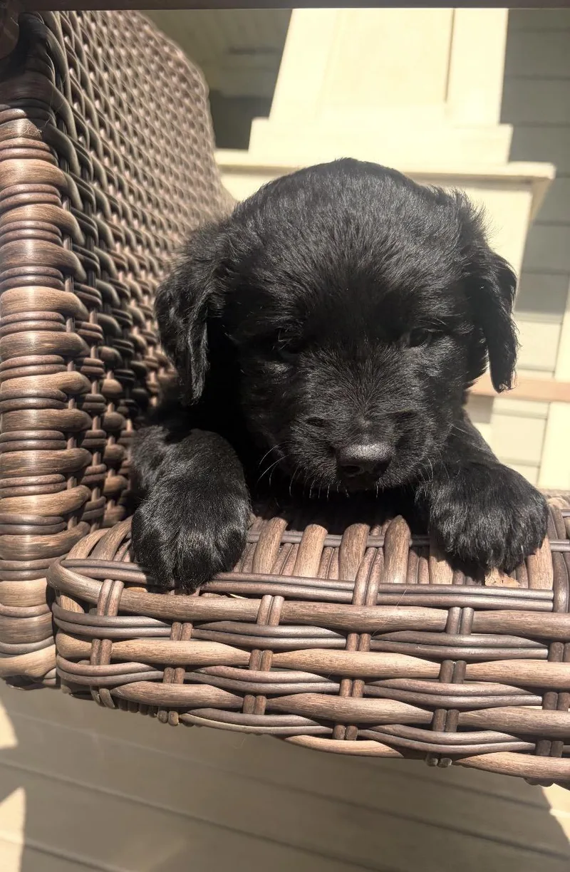 A baby medium-sized male Black Retriever dog named Milo for adoption in Plainfield, IL