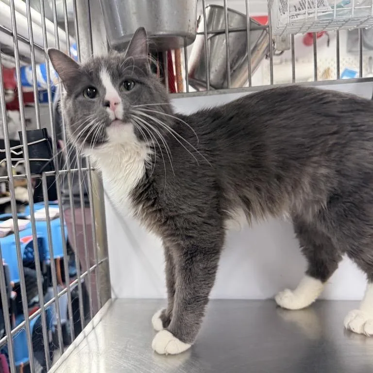 An adult medium-sized male Gray / Blue / Silver Domestic Medium Hair cat named Rune for adoption in New York, NY