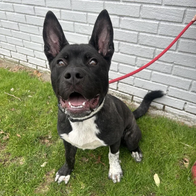 A baby small-sized male Black Akita dog named Boss for adoption in Weimar, CA