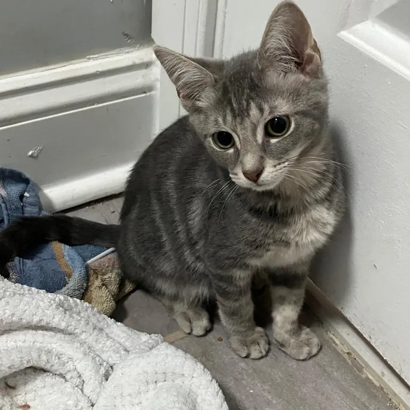 A baby medium-sized male Tabby (Gray / Blue / Silver) Domestic Short Hair cat named Wellington Woodcrest for adoption in Philadelphia, PA