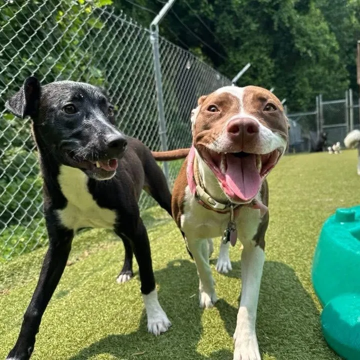 A young medium-sized female Brown / Chocolate Pit Bull Terrier dog named Winnie for adoption in Chesapeake Beach, MD