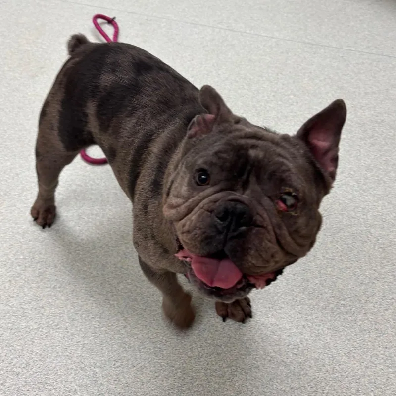 An adult medium-sized female Gray / Blue / Silver American Bulldog dog named Chloe for adoption in Springfield, MA