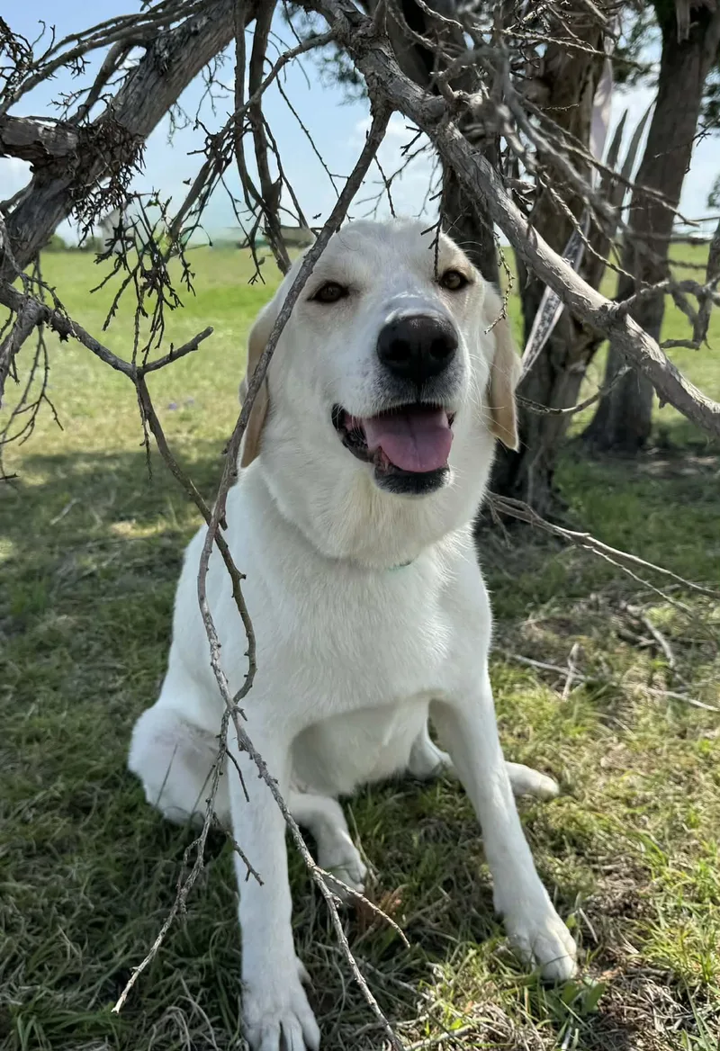 An adult medium-sized female White / Cream Labrador Retriever dog named Schatzi for adoption in Temple, TX