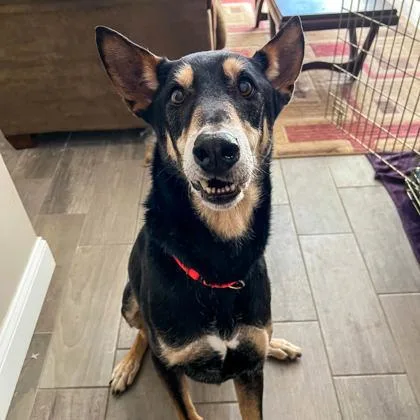 An adult medium-sized male Mixed Breed dog named Axel for adoption in Westbrook, ME