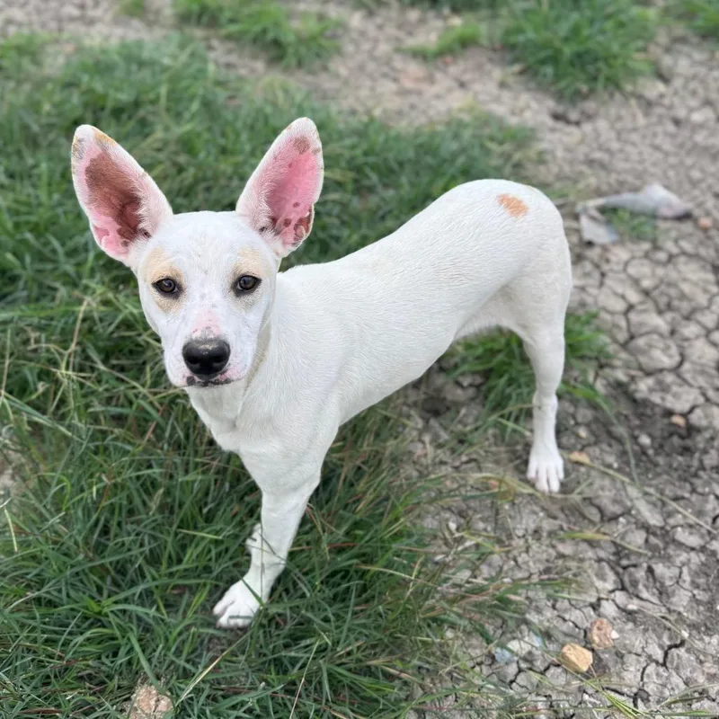 A young medium-sized female White / Cream Terrier dog named Sonar for adoption in San Antonio, TX