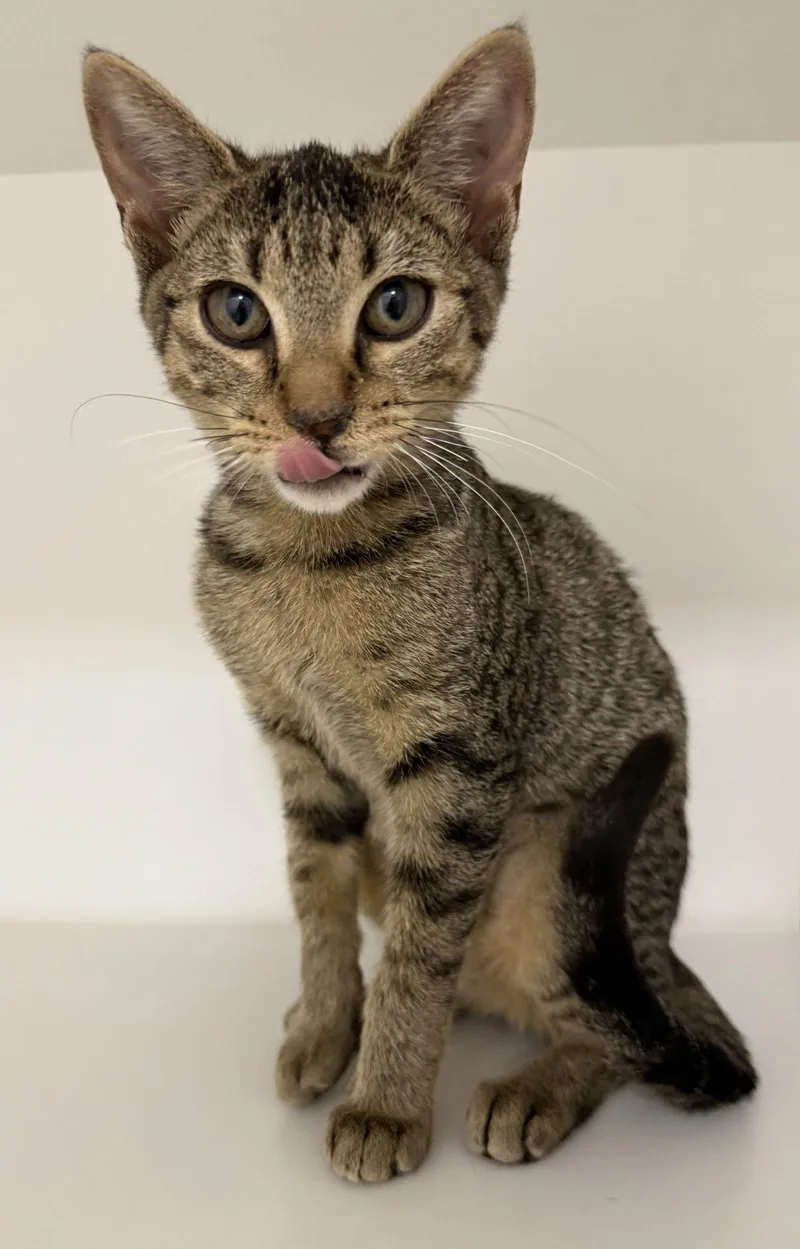 A young medium-sized female Domestic Short Hair cat named Pixar for adoption in Satellite Beach, FL
