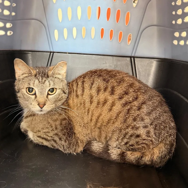 A young medium-sized female Gray / Blue / Silver Domestic Short Hair cat named Sparrow for adoption in Indianapolis, IN