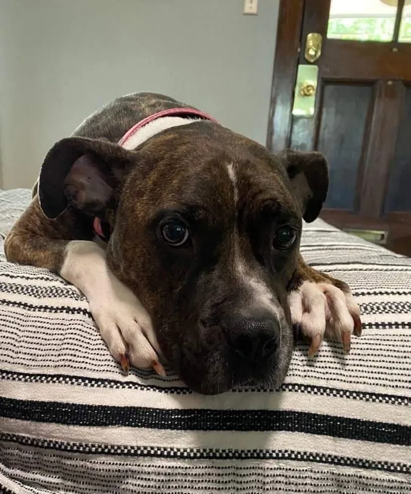 A young medium-sized female Boxer dog named Rosie for adoption in Fenton, MO