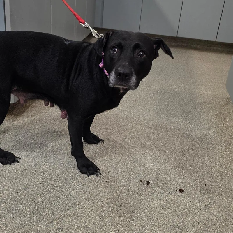 An adult medium-sized female Mixed Breed dog named Big Mama for adoption in Jacksonville, FL