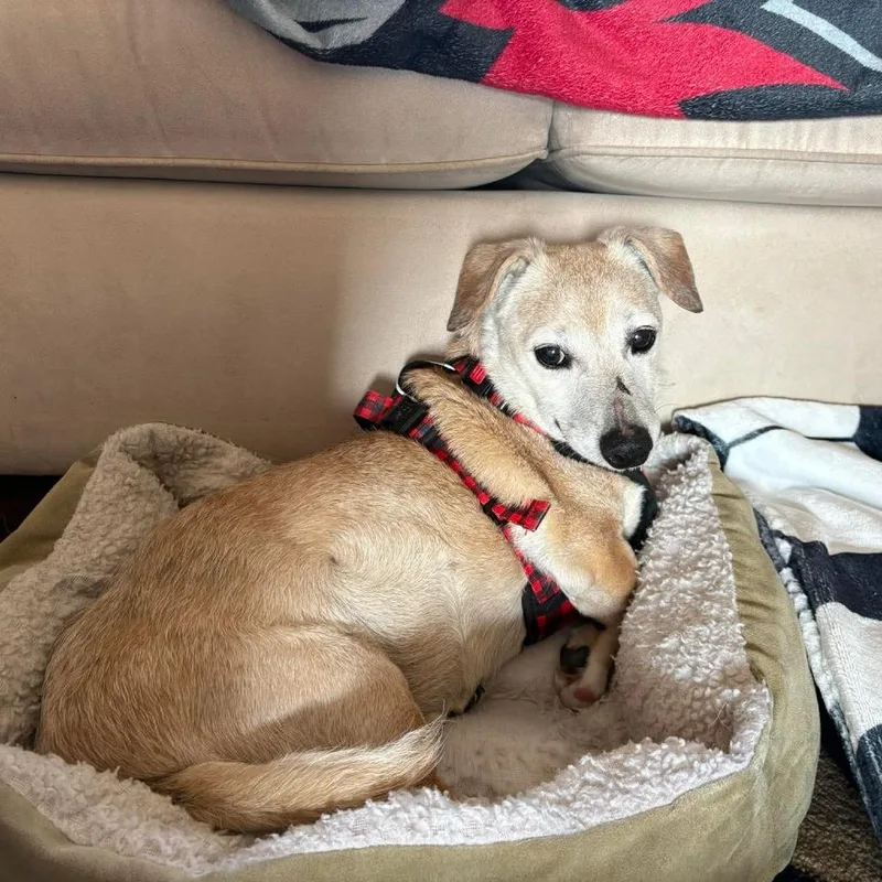 A senior small-sized male Yellow / Tan / Blond / Fawn Dachshund dog named Corduroy for adoption in Jackson, MO