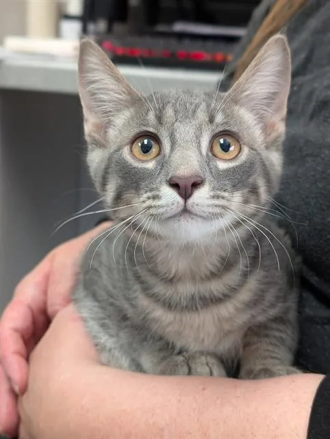 A baby small-sized male Domestic Short Hair cat named Hammy for adoption in Canfield, OH
