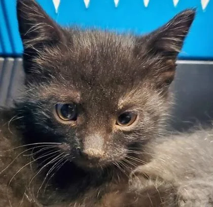 A young large-sized male Domestic Short Hair cat named Volcano for adoption in Kansas City, MO