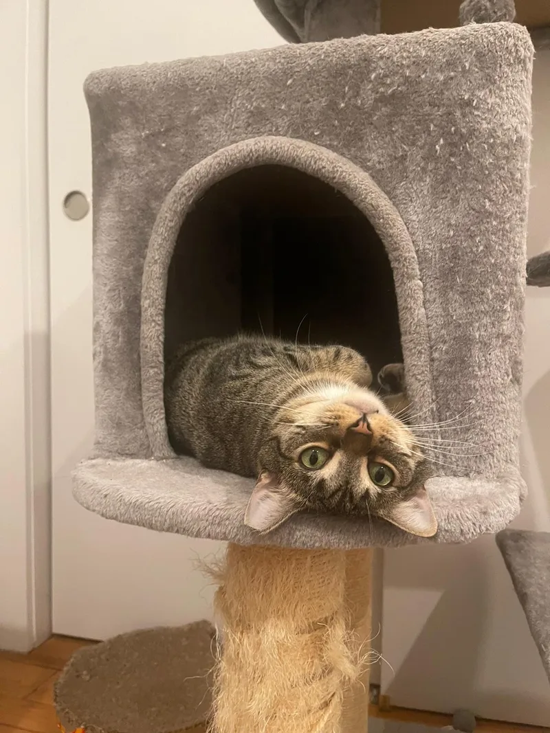A young medium-sized female Domestic Short Hair cat named Ari & Basil for adoption in New York, NY