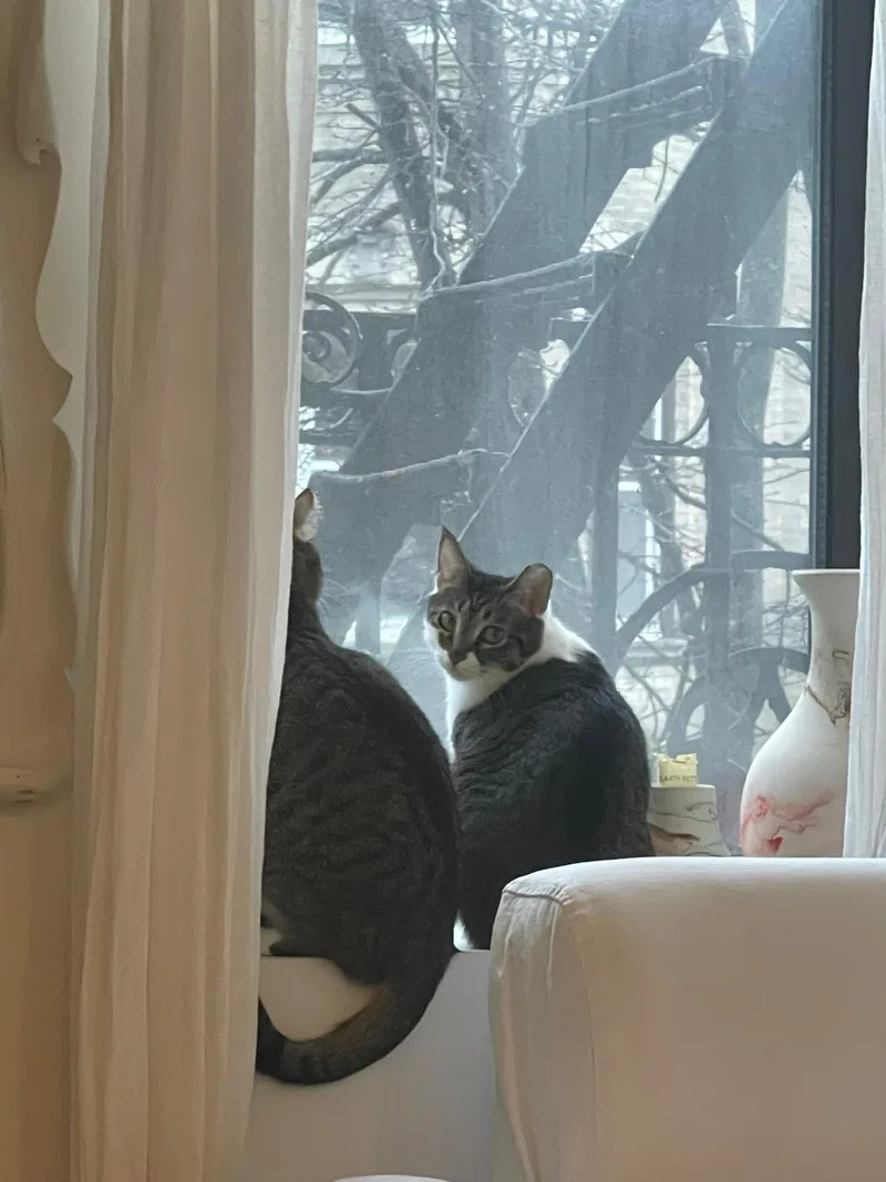 Ari & Basil thumbnail 4