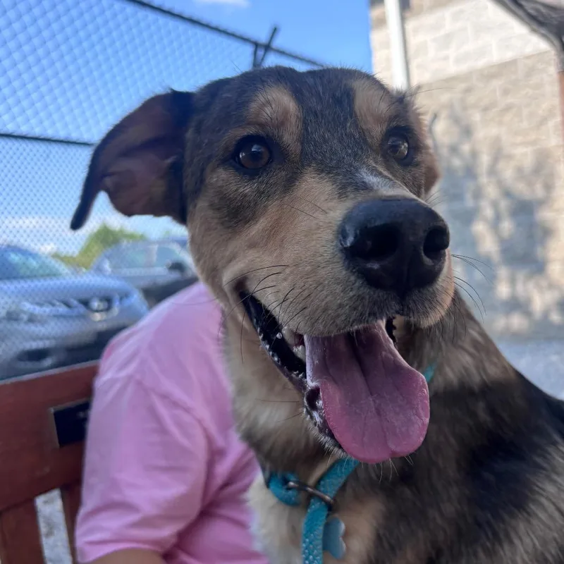 An adult large-sized male Brown / Chocolate Mixed Breed dog named Charlie for adoption in York, PA