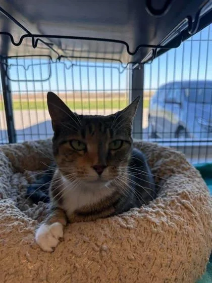 A baby medium-sized female Domestic Short Hair cat named Meenie for adoption in Aberdeen, SD