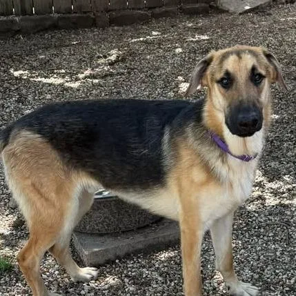 A young large-sized male Yellow / Tan / Blond / Fawn German Shepherd Dog dog named George for adoption in Weatherford, TX