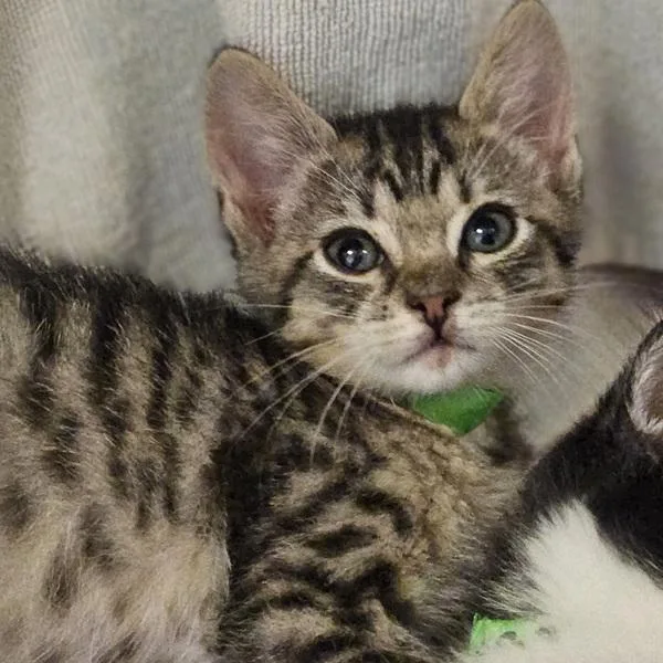 A baby medium-sized male Domestic Short Hair cat named Neymar for adoption in Oakland, CA
