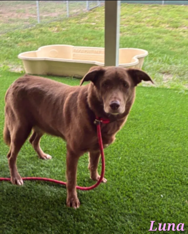 Luna & Nala thumbnail 2